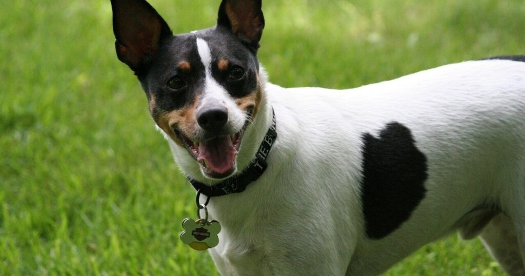 Libri. Storie vere di cani veri. “Il rat terrier Fufi e il fascino della divisa”