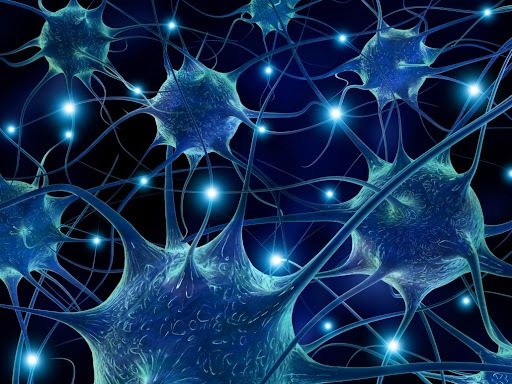 Ricerca. L’alfa-sinucleina stimola le cellule staminali neurali