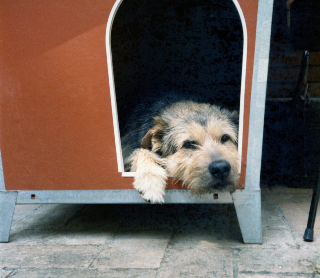 Storie vere di cani veri. “Spilù, lo spinoncino che si portò a casa Ornella Muti”