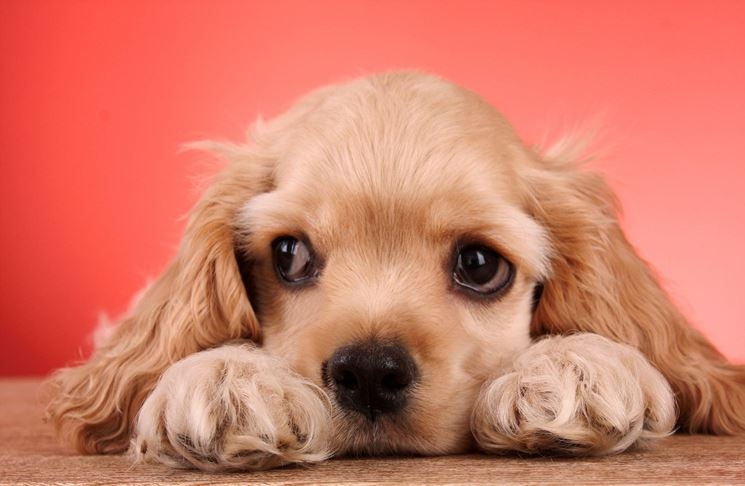 Libri. Storie vere di cani veri. “Whisky, il cocker che ogni notte ‘finiva’ un libro”.