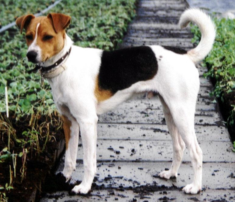 Libri. Storie vere di cani veri. “Zampa, cane benzinaio a tempo pieno”