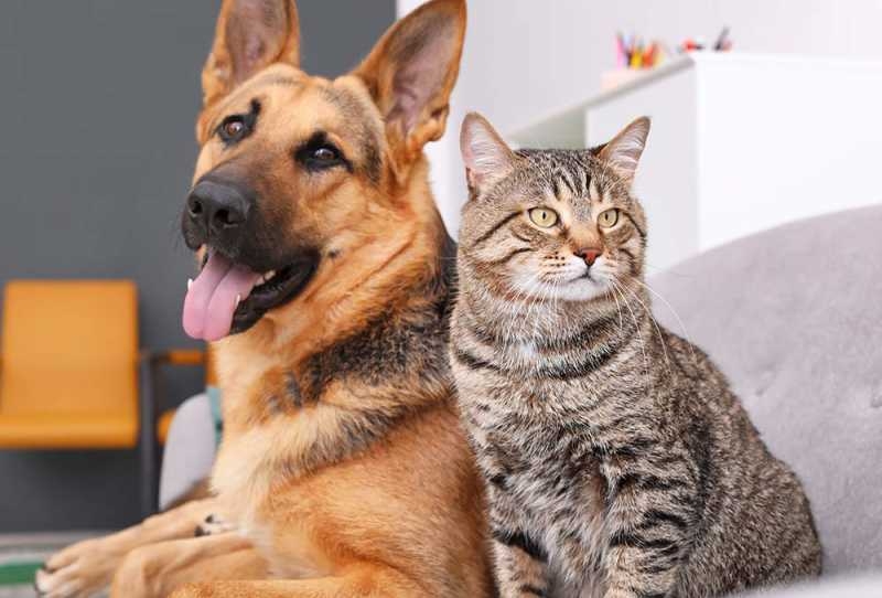 Libri. Se cani e gatti fondassero un partito