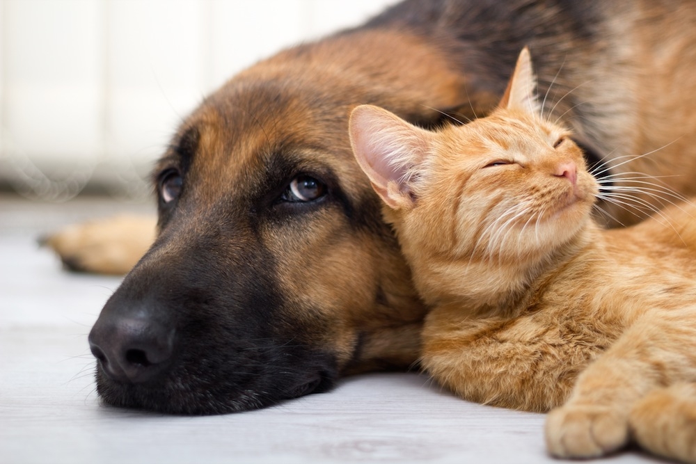 Storie vere di cani veri . “Aria, che all’ora d’aria preferisce stare a casa”
