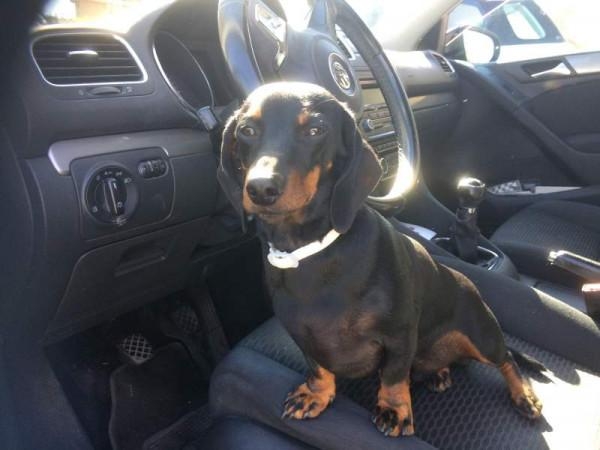 Storie vere di cani veri. “Pippo il bassotto che canta, ma solo in automobile”