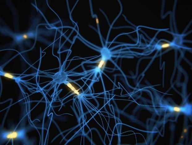 Ricerca. Decifrato il “software” che regola il ricambio neuronale