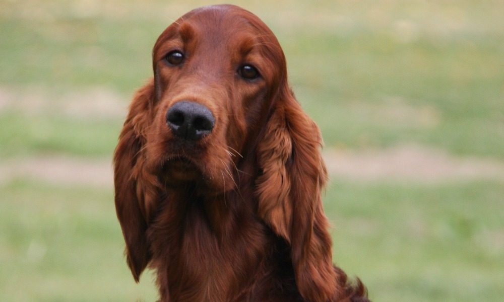 Libri. Storie vere di cani veri. “Dick, setter sempre in favore di telecamera”