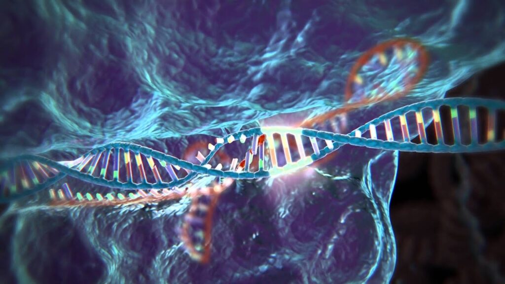 Ricerca. Distrofia miotonica: un passo avanti verso la terapia genica