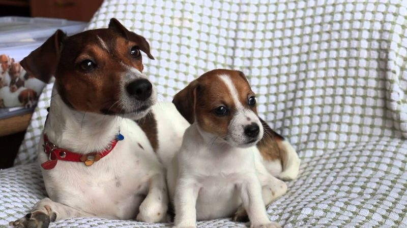 Storie vere di cani veri. Gina & Gigi e l’uomo che parla ai funghi