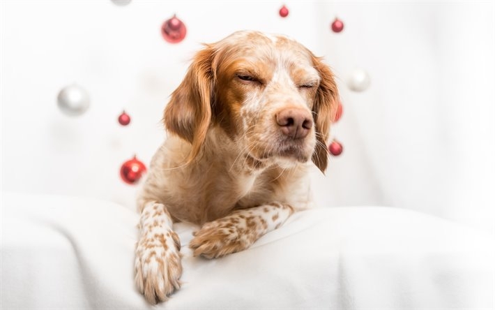 Libri. Storie vere di cani veri. Telemaco, pointer esperto di regia televisiva