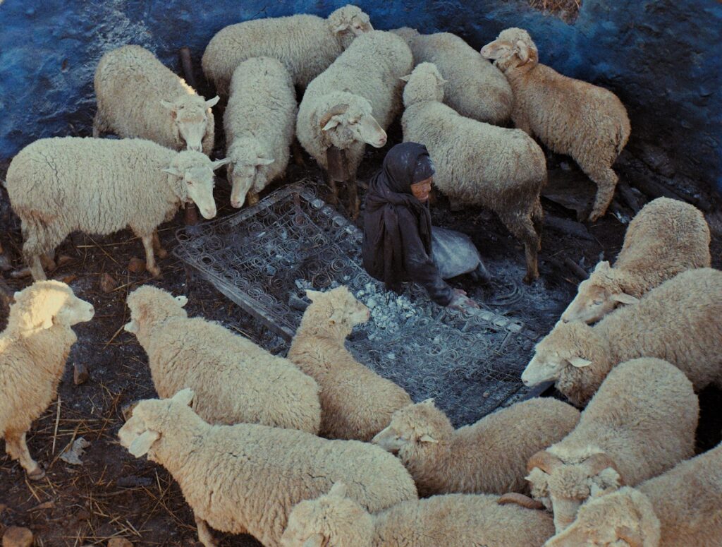 Venezia 78. Biennale College:  successo internazionale per “The Cathedral” e “This is not a Burial, it’s a Resurrection”