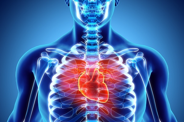 Ricerca. Rigenerare un cuore umano danneggiato può diventare una realtà