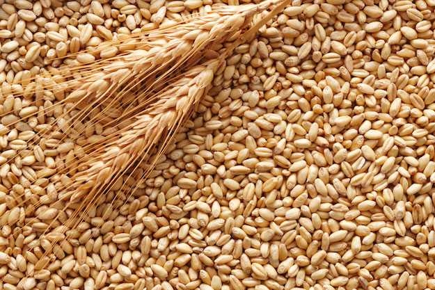 Ricerca. Sviluppato super grano per terreni salati