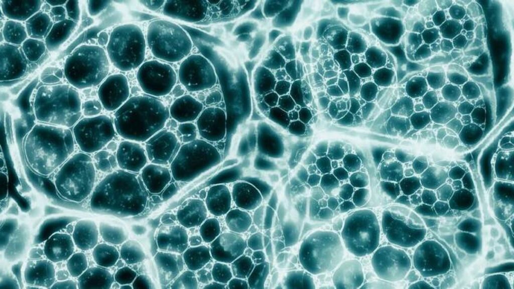 Cresce il mercato delle bioplastiche. Investimenti miliardari