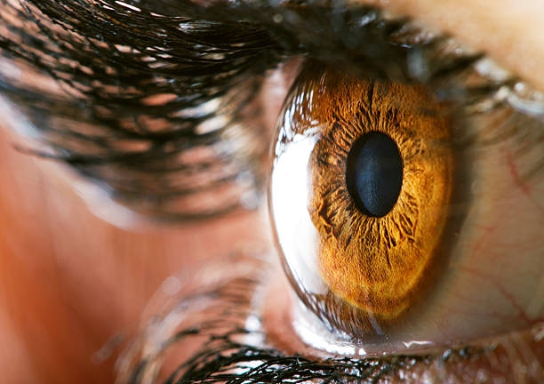 Ricerca. Una cornea artificiale per tornare a vedere