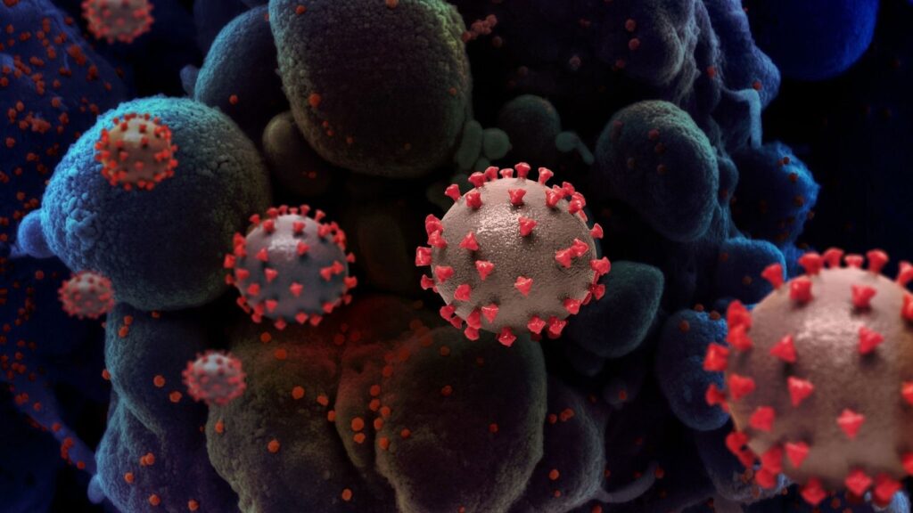 Ricerca. Così spike della variante Omicron interagisce con gli anticorpi umani