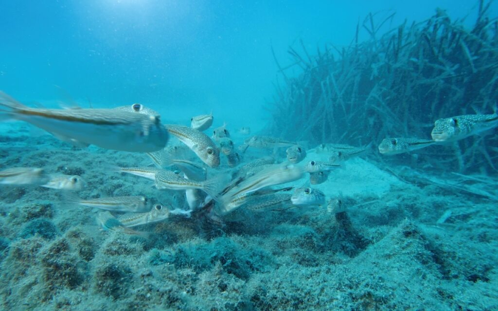 Cambiamenti climatici: nuova rotta trans-oceanica per i pesci marini