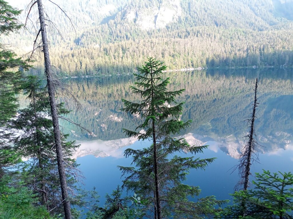 Ricerca. L’aria della foresta diminuisce l’ansia