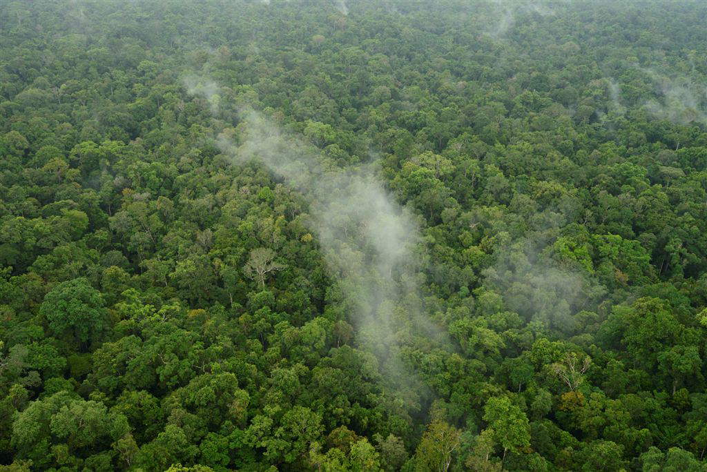 Ricerca. Le foreste delle aree umide fanno piovere di più