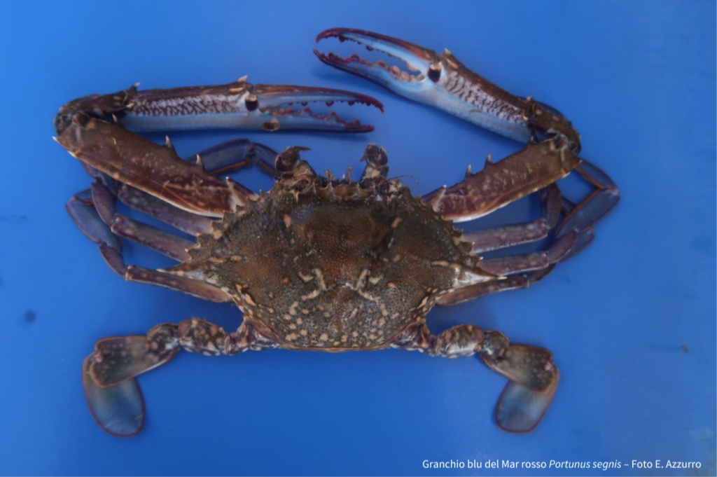 Ricerca. Individuata una seconda specie di granchio blu nel Mar Adriatico
