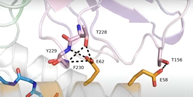 Scoperte connessioni biologiche strutturali che aiutano a migliorare la terapia CAR