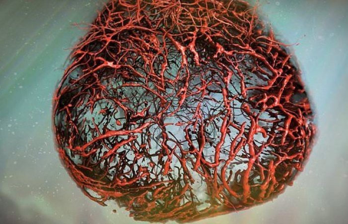 Rivoluzione nella ricerca sul cervello: gli organoidi cerebrali in vitro