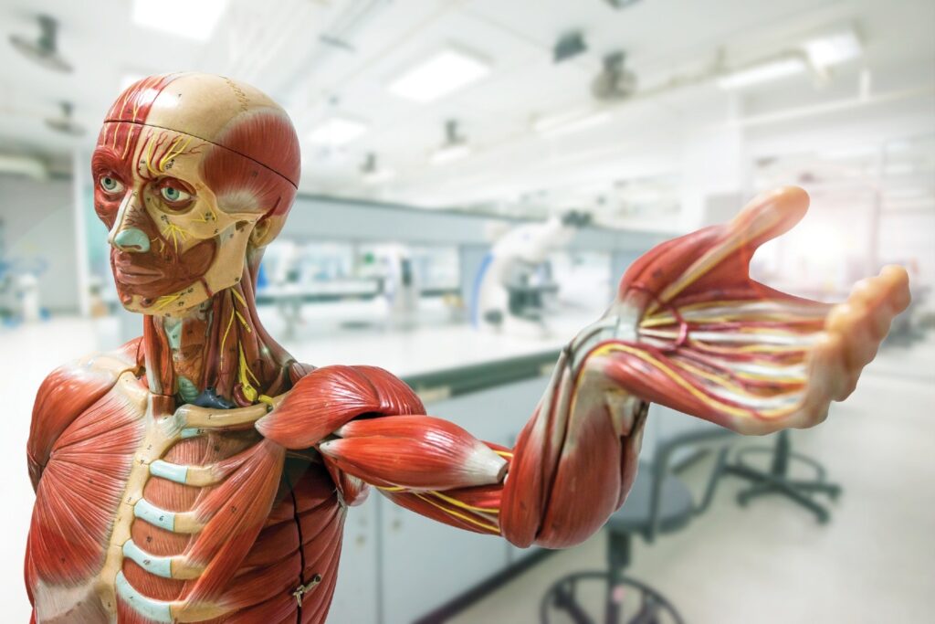 Donare il corpo post mortem alla scienza. L’Emilia-Romagna capofila
