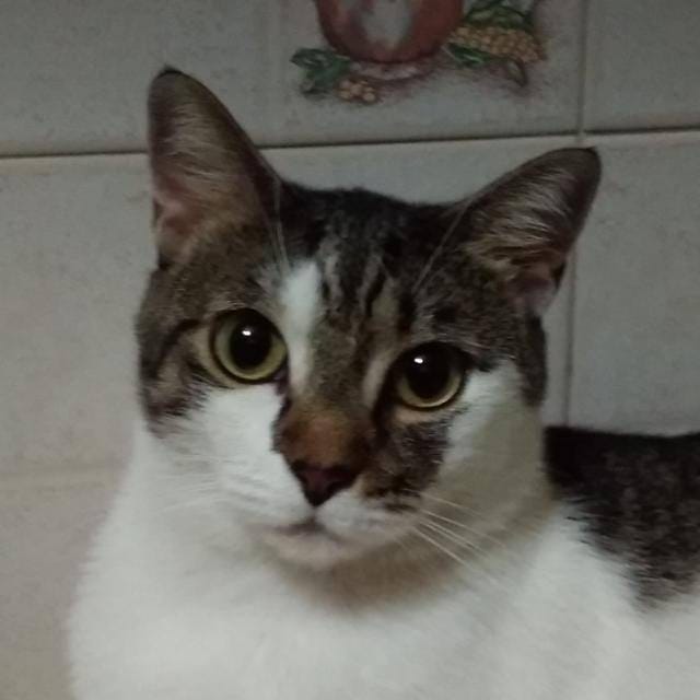 Storie vere di gatti veri. Cleopatra, la gatta Faraona 
