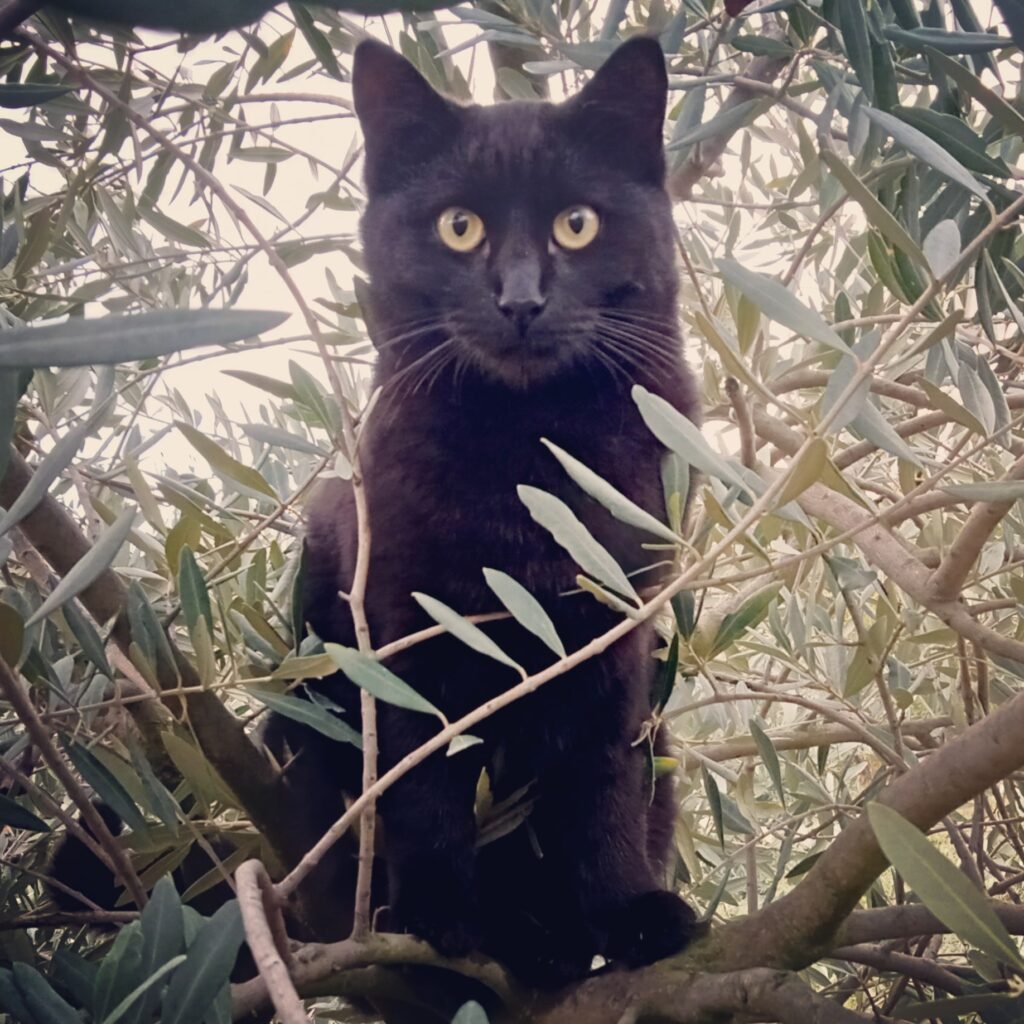Storie vere di gatti veri. Lettera aperta a un gatto nero