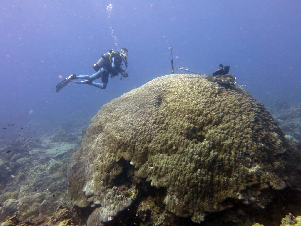 Ricerca. Le strategie di adattamento dei Coralli al cambiamento climatico