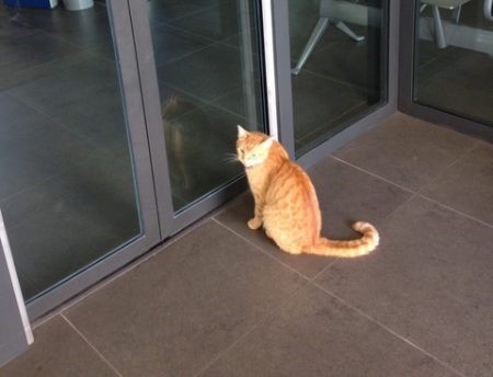 Storie vere di gatti veri. Chicca, la gatta bancaria
