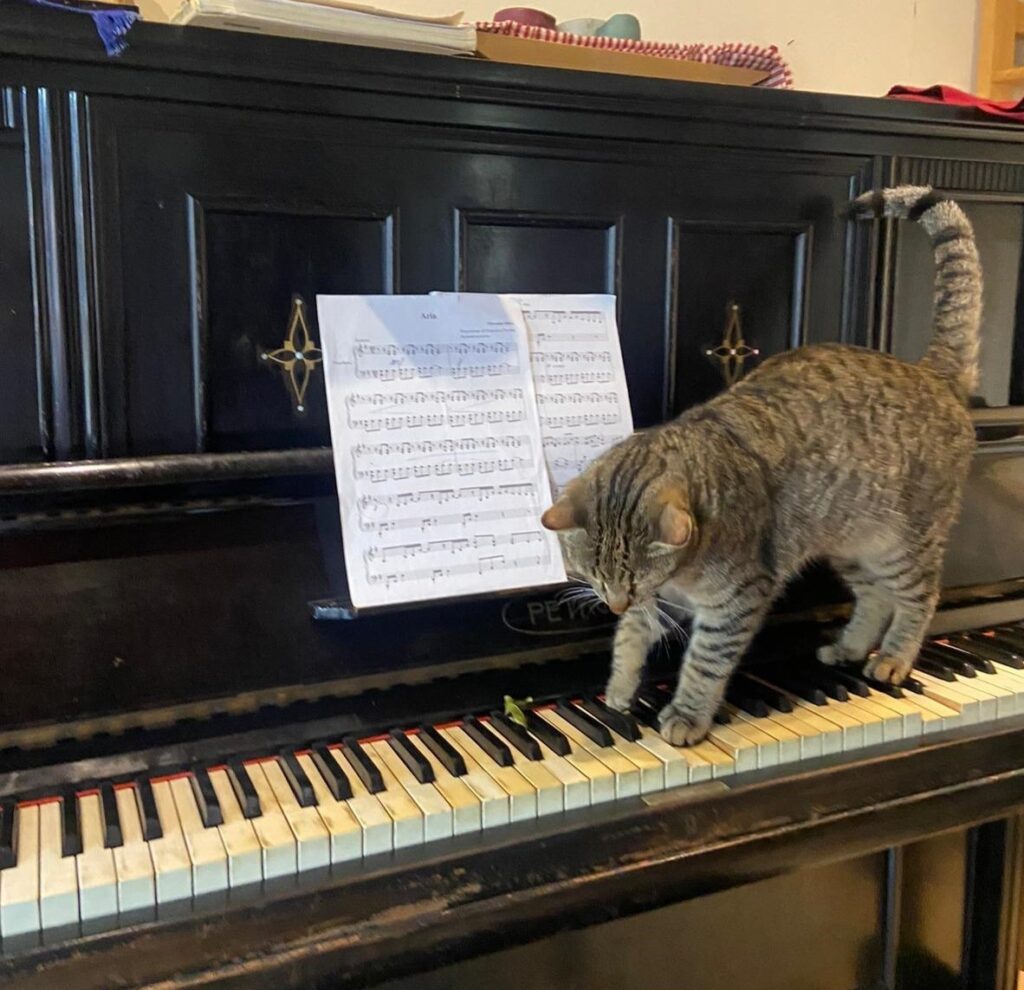Storie vere di gatti veri. L’innominato che diventò pianista 
