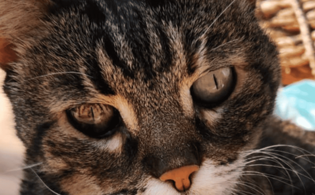 Storie vere di gatti veri. Minnie, la gatta del circolo del golf