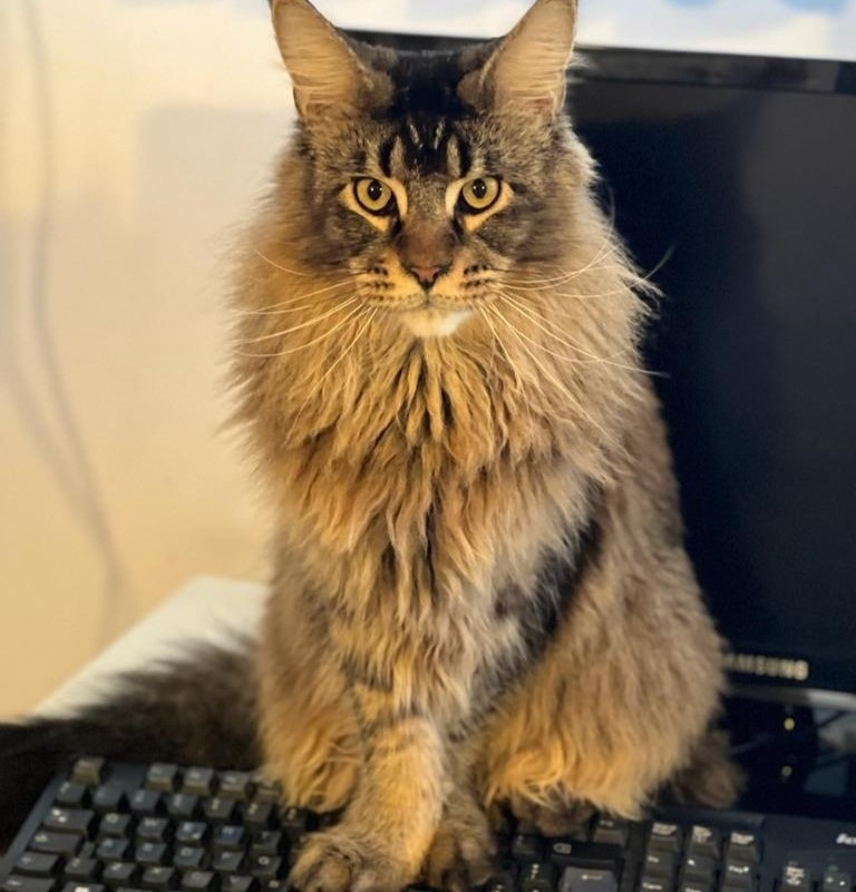 Storie vere di gatti veri. Bel Ami, il grande gatto venuto da lontano