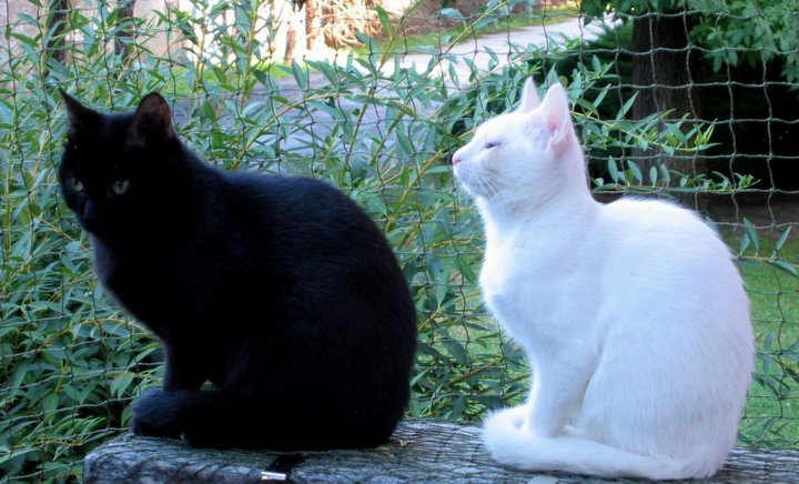 Storie vere di gatti veri. Pallina e il moldavo Ras(Putin)  