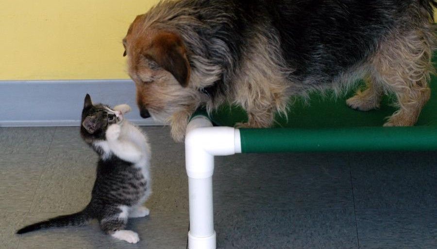 Storie vere di gatti veri. Zizolino, che tenne testa a quattro cani
