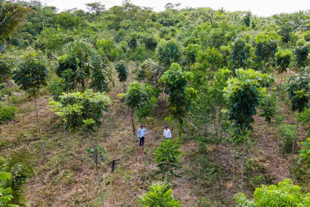 Progetto europeo di  riforestazione per assorbire la CO2