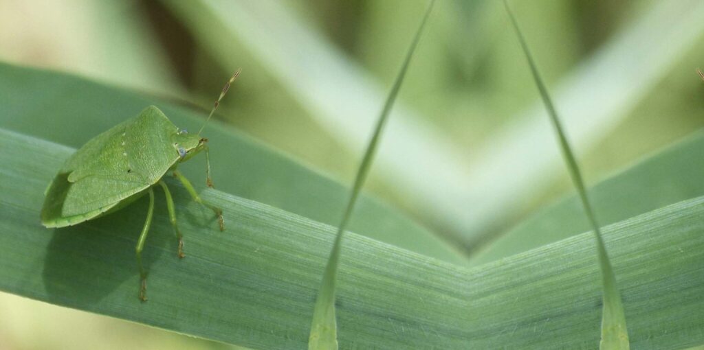 Agricoltura. Salvaguardare le coltivazioni con la sensoristica