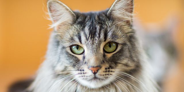 Storie vere di gatti veri. Milù, la stupiTina innamorata della vita