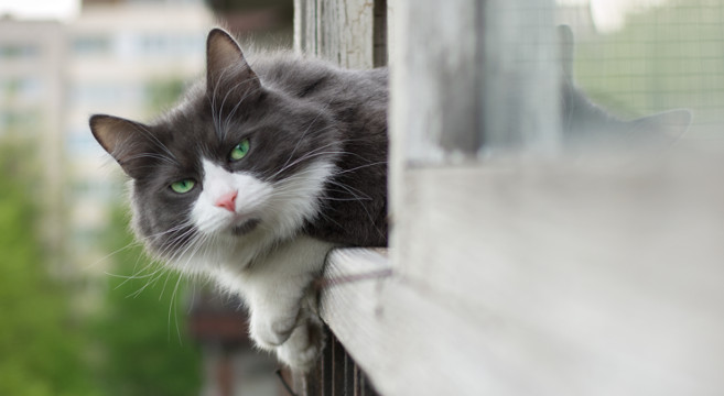 Storie vere di gatti veri. Mila, tradita da un colpo di vento