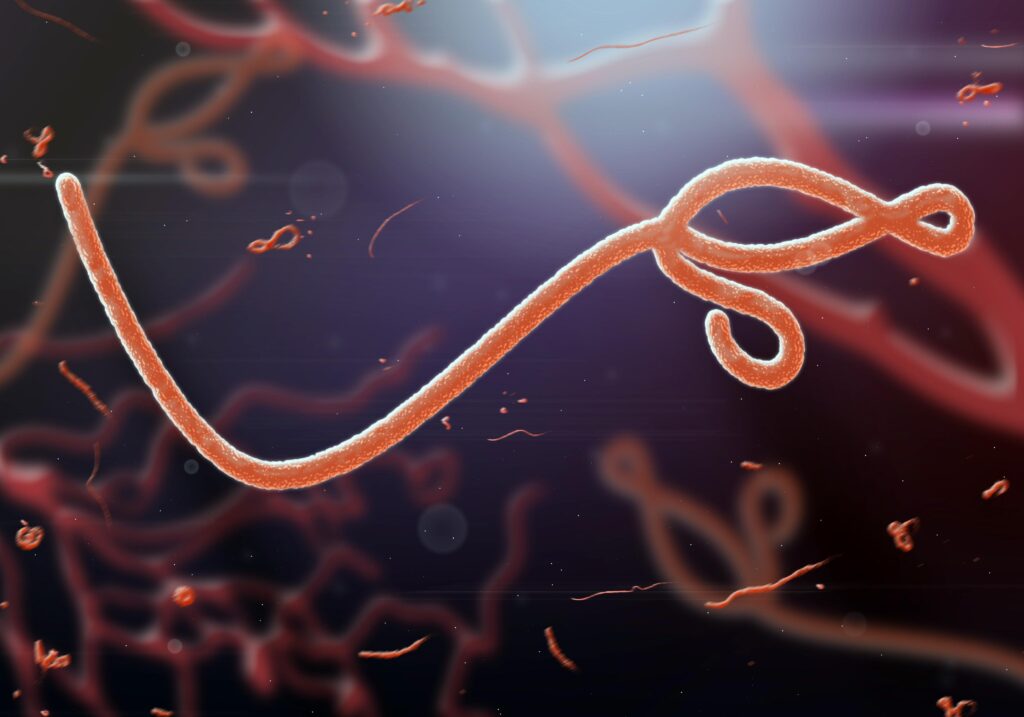 Ebola. Vaccinare durante l’epidemia riduce l’84% di contrarre il virus