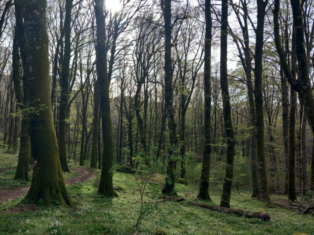 L’età degli alberi e delle foreste influisce sugli ecosistemi