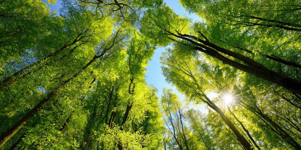 Agenda 2030 dell’ONU. Piantare 3 miliardi di alberi e monitorare la CO₂