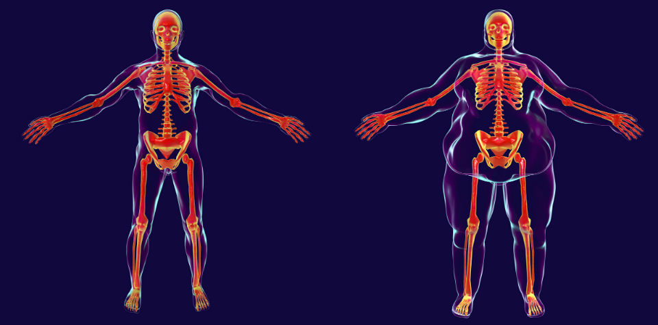 Scoperta la proteina MCJ, un passo avanti nella lotta all’obesità