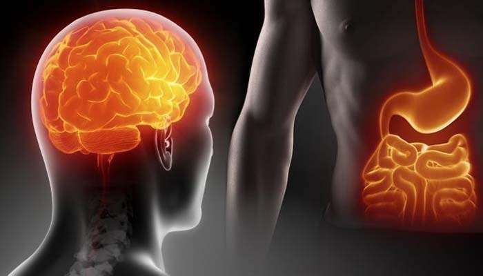 Rivelato il legame intestino-cervello nell’Alzheimer grazie ai raggi X