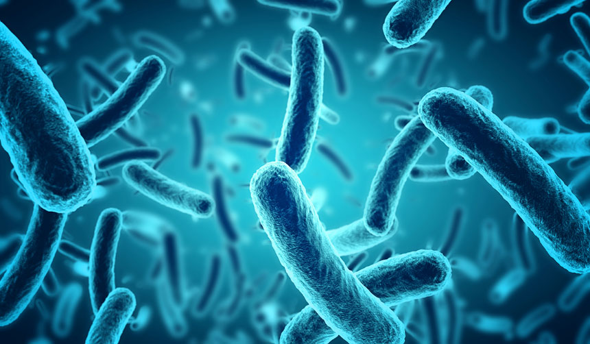 Un batterio intestinale alleato contro obesità e diabete: la scoperta del CNR-Ispaam