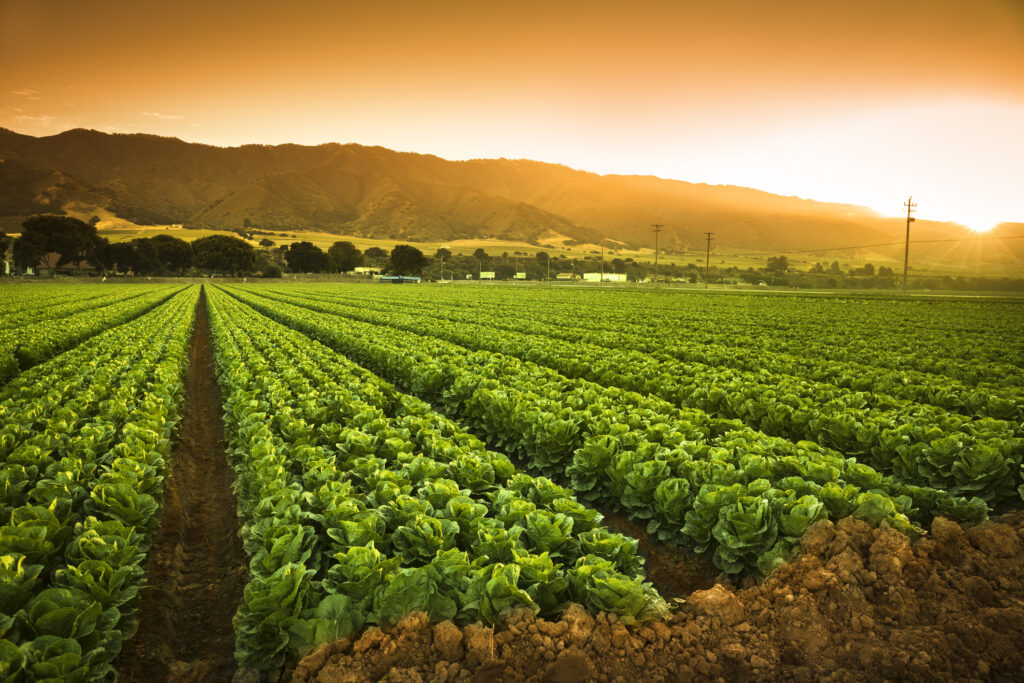 Agricoltura sostenibile: ENEA protagonista del progetto europeo EJP SOIL