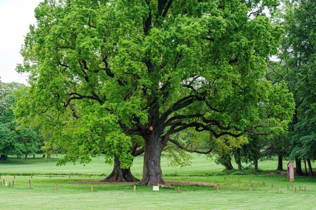 Gli alberi e la riduzione della CO₂: il ruolo cruciale delle foreste
