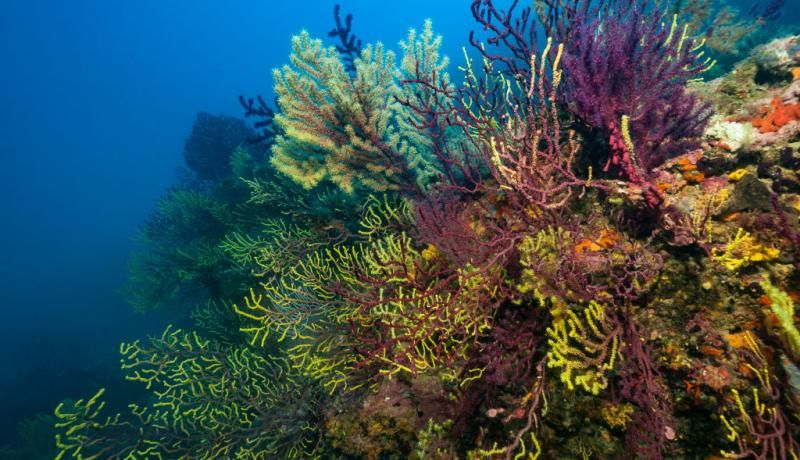 Mediterraneo, rivelato il legame tra correnti marine e biodiversità
