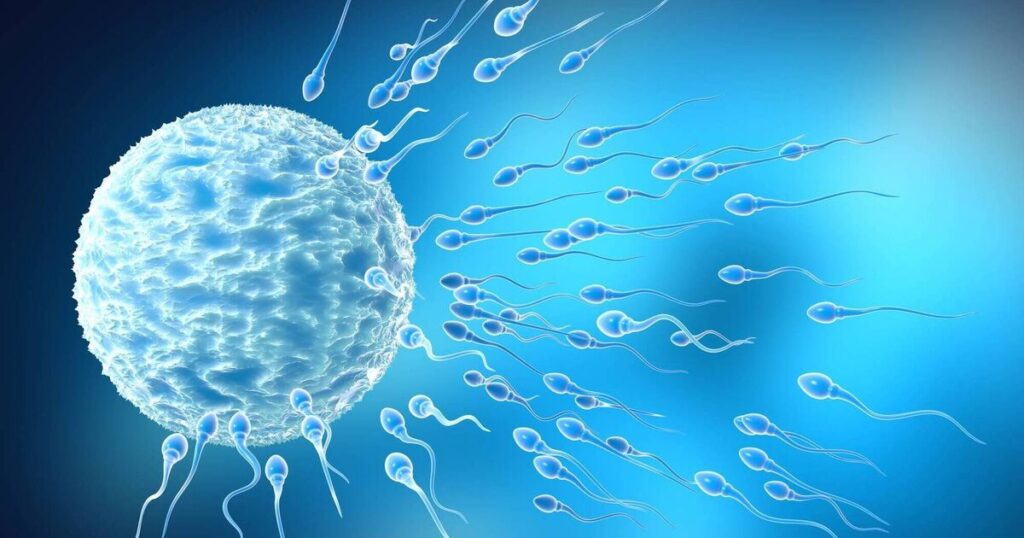 Preservazione della fertilità e tumori: da Trieste una nuova strategia sperimentale