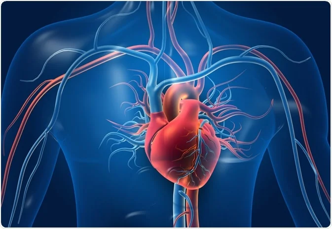 Età biologica degli organi: ora si calcola con un semplice esame del sangue